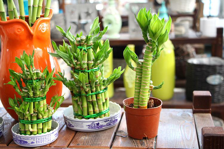 辦公室前臺放什么植物比較好，綠植擺放有哪些(圖1)