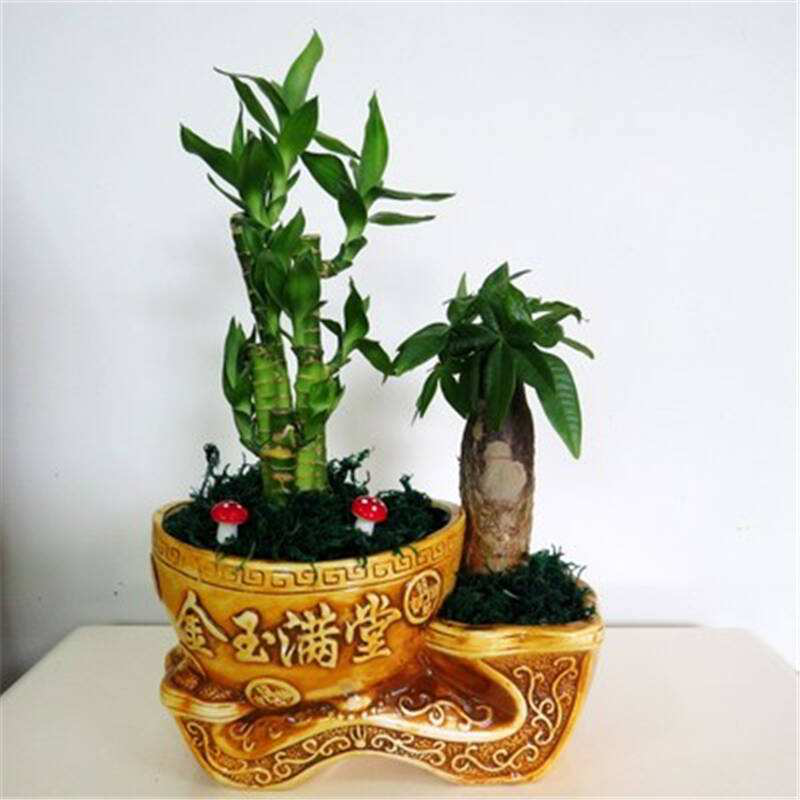 辦公室前臺放什么植物比較好，綠植擺放有哪些(圖2)